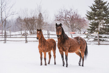 A mare and foal standing outside in snow in quebec canada during winter