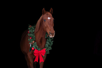 Chestnut horse wearing christmas ornament for the holidays, christmas present,