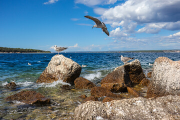 Flying Seagull with Rocks and Adriatic Sea in Sveti Jerolim. Summer Outside Bird with Stone and Water in Brijuni Islands in Croatia.
