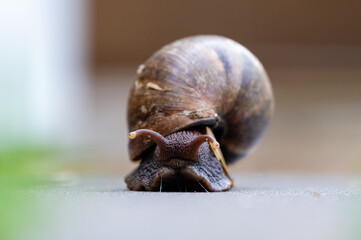 Lissachatina fulica or land snail belonging to the Achatinidae tribe, is a large land snail that originates from the African continent