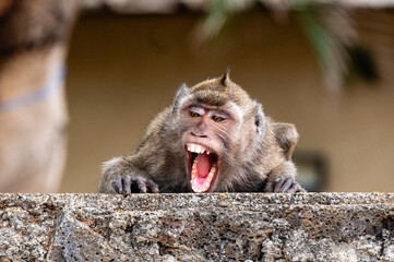 Javanese macaque yawning on stone wall in Mauritius