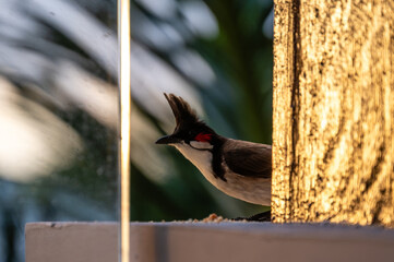 Red-whiskered Bulbul - Pycnonotus jocosus, beautiful colored perching bird, Mauritius island.