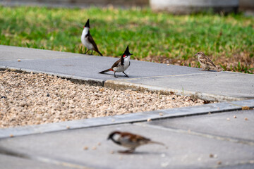 Red-whiskered Bulbul - Pycnonotus jocosus, beautiful colored perching bird, Mauritius island.