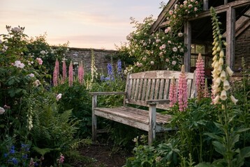 Obraz premium Rustic weathered wooden garden bench with peeling paint sits peacefully in a lush cottage garden filled with blooming lupins, foxgloves, and climbing roses at sunset
