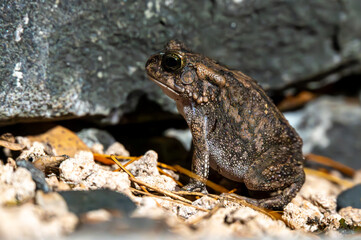 A beautiful guttural toad (Sclerophrys gutturalis), also known as a African common toad, in the wild in KwaZulu-Natal, South Africa