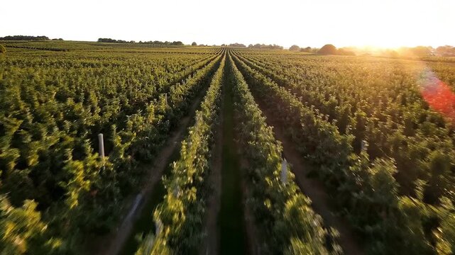 Endless rows stretch out in this cinematic drone shots of apple farm