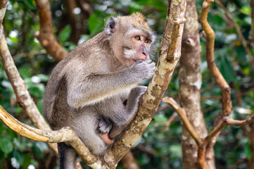 avanese macaque perched on tree branch in Mauritius forest