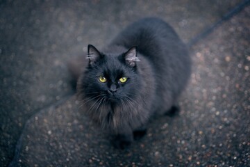 Black longhair cat looking curious up to the camera. Horizonmtal image with selective focus. 