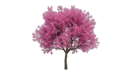 Pink Cherry Blossom Tree Isolated on White
