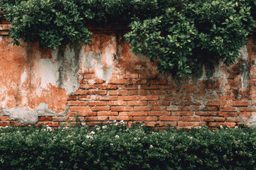 Red and white old brick wall with green hedge, summer day, copy space, background, texture