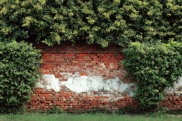 Red and white old brick wall with green hedge, summer day, copy space, background, texture