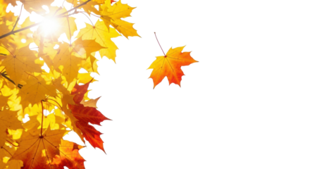 Vibrant golden, orange, red maple leaves, one falling, minimal branches on transparent background with sun flare, bokeh, Concept of natural renewal and growth