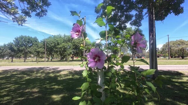 Garteneibisch &ndash; Syrischer Eibisch (Hibiscus syriacus) als bl&uuml;hender Zierstrauch im Garten
