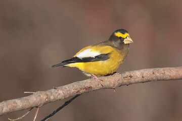 Fototapeta premium Evening Grosbeaks visiting feeder in winter