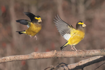 Obraz premium Evening Grosbeaks visiting feeder in winter