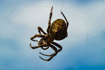 A large spider hanging on a web with prey in a garden against the sky