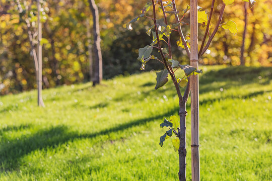 Young tree sapling demonstrating healthy growth, supported by a wooden stake in a sunny park with fresh green grass