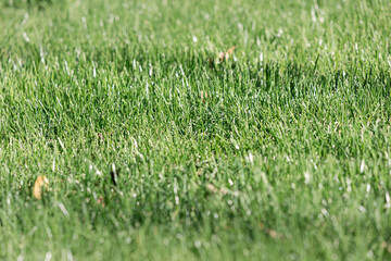 Obraz premium Green blades of grass creating a lush natural background, capturing growth, freshness, and the outdoors during summer