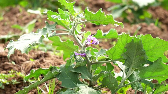 Egg plant flowers in the farming field.