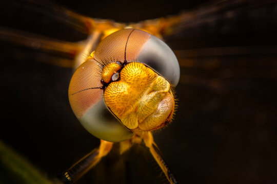 Extreme macro  shots, showing of eyes dragonfly detail. 