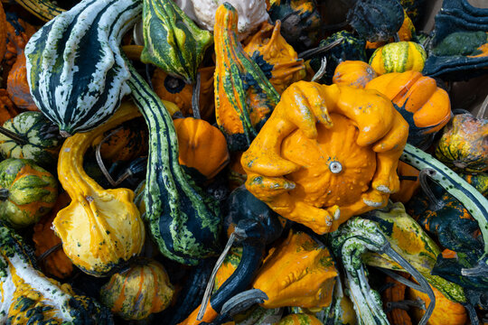 Decorative ornamental pumpkins and gourds in autumn harvest display - Powered by Adobe