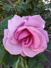 Single blooming flower of pink rose. Rosebud blossom against green foliage. Botanical closeup photograph.