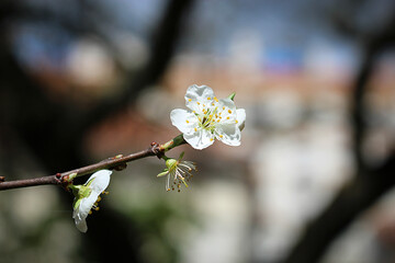 A delicate white flower in full bloom, captured on a sunlit branch, with a softly blurred urban background that highlights the details of the petals and stamens.