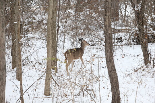 Three Legged Deer