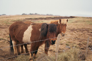 Two Icelandic Horses Standing Together in a Wide Field View from Side Angle