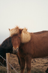 Fototapeta premium Eye Contact: Portrait of a Shaggy Icelandic Horse with Soft Light