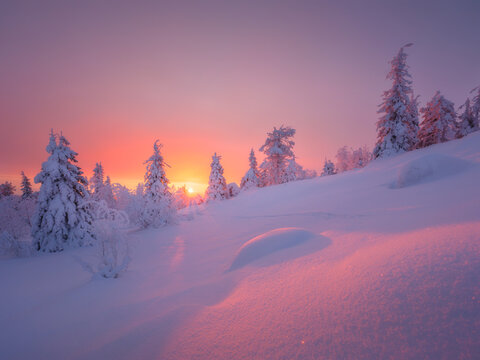 Nature in the north. Snowdrifts with fluffy snow. Winter wonderland. Trees covered with snow. Winter landscape during bright sunrise. Natural landscape. Background, wallpaper, postcards.