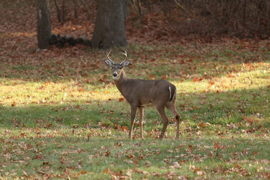 Buck In Winter