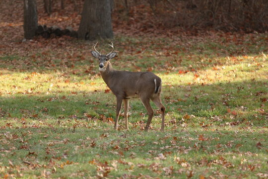 Buck In Winter