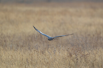 Montagu's Harrier Circus pygargus flying in the wild.