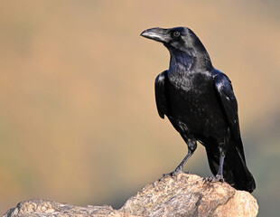 Obraz premium a black crow in the mountain