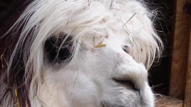 Close up of a llama head standing around on a cloudy autun day and chewing