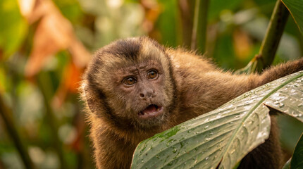 Cute Monkey Portrait in Jungle	