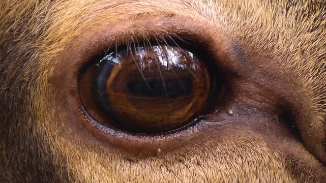 Close up of a altai deer buck  eye looking around the forest on a cloudy autumn day