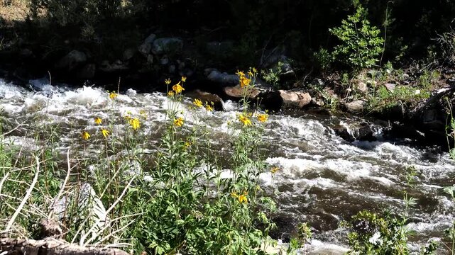 In summer, wildflowers grow along the Cimarron River on the Enchanted Circle Scenic Byway near Eagle Nest in northern New Mexico
