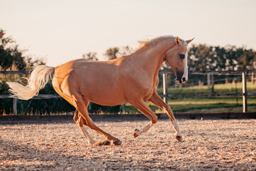 Warmblut, Palomino