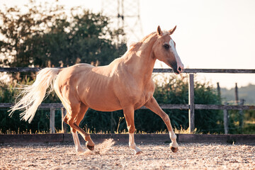 Warmblut, Palomino