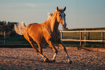 Warmblut, Palomino © ScullyPictures