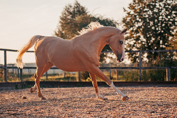 Warmblut, Palomino