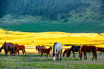 Obraz premium Kyrgyzstan nature landscape. Beautiful green alpine meadows with horses and flowers against Tien-Shan mountains in Kyrgyzstan