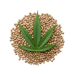 Fototapeta premium Green cannabis leaf with seven serrated lobes on textured beige hemp seeds, transparent background with copy space, soft diffuse studio light, purity and natural origins of hemp products concept