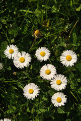 Common daisies in grass at Killarney National Park in County Kerry, Ireland