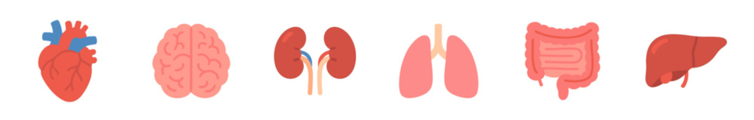 Six colorful flat human internal organs are depicted in a horizontal row, featuring the heart, brain, kidneys, lungs, intestines, and liver in a clean, modern medical illustration style