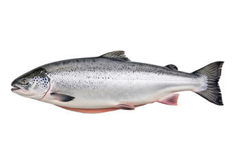 Obraz premium Fresh Atlantic salmon, 24-30 inches, glistening silver-grey scales, dark spots, intact fins, wet surface, on a clean transparent infinite studio background, close-up, high-angle, top-down, pristine