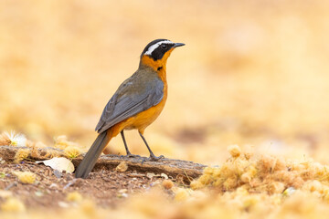 An alert White-browed robin-chat standing in the middle of some old flowers in Chobe National Park, Botswana