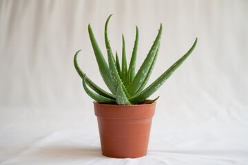 Aloe Vera Plant in Pot